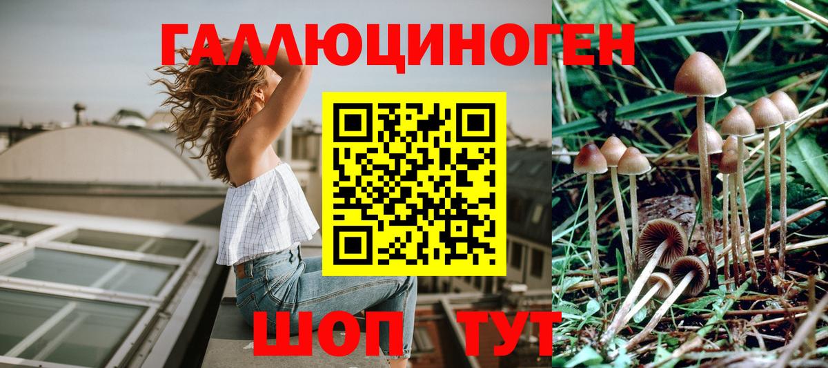 Псилоцибиновые грибы Psilocybine cubensis Михайловск